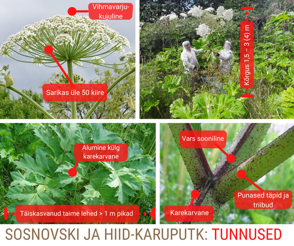 Keskkonnameti pildid: Kuidas karuputke ära tunda?